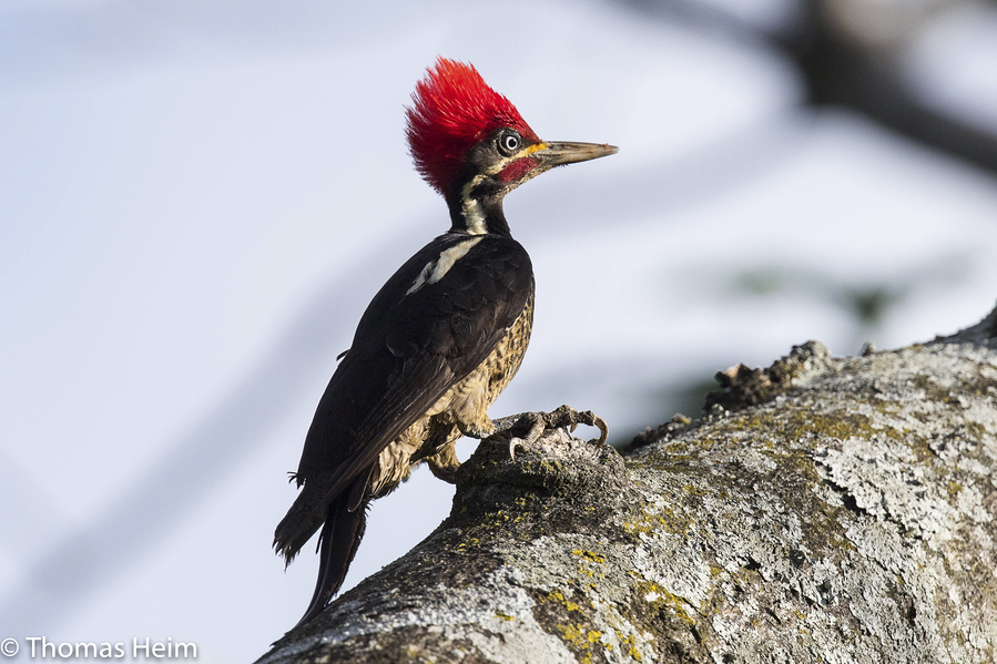 Linienspecht - Pileated Woodpecker