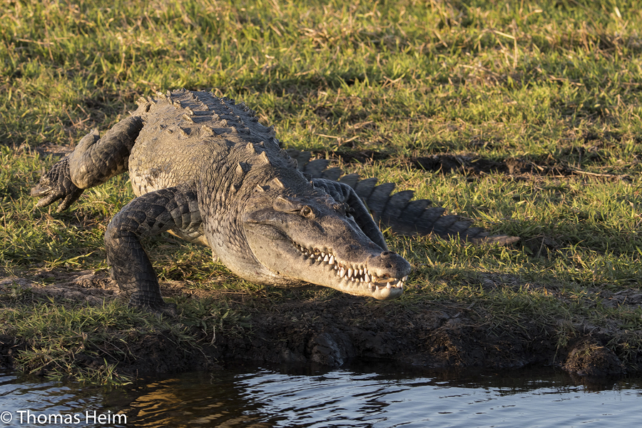 Spitzkrokodil - American Crocodile