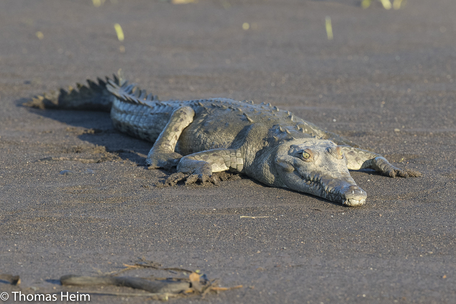 Spitzkorkodil - American Crocodile