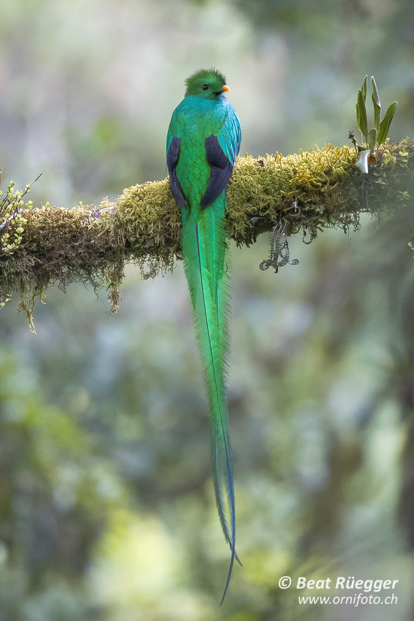 Quetzal - Resplendent Quetzal