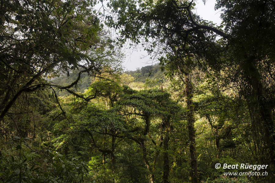 Poas Nebelwald - Poas Cloudforest