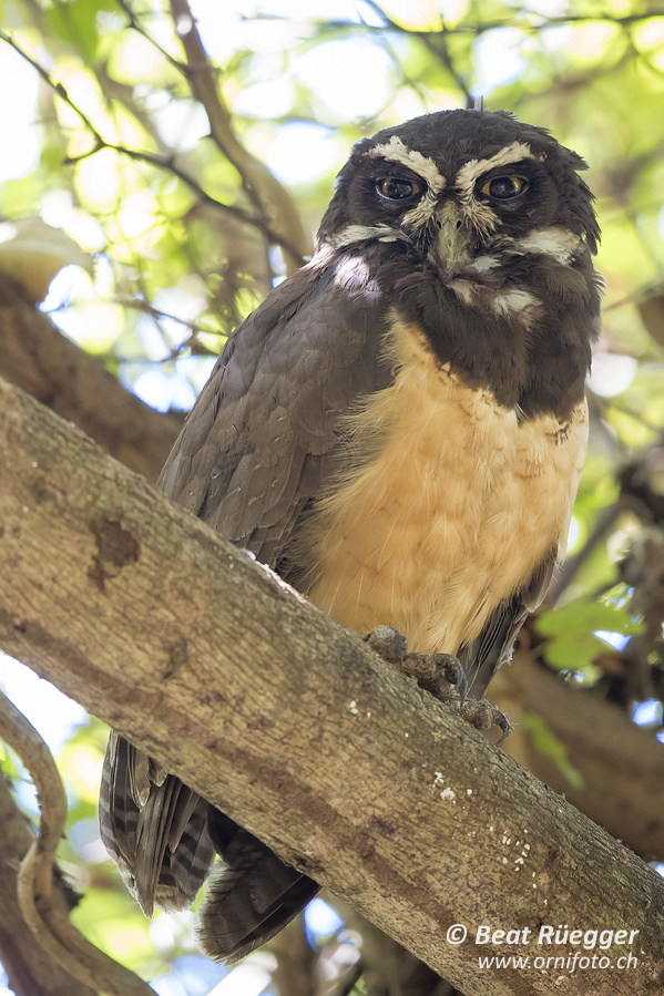 Brillenkauz - Spectacled Owl