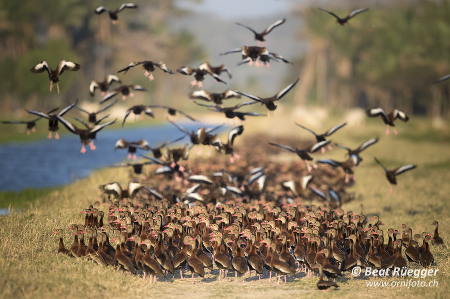 Schwarzbauchpfeifgänse - Black-bellied Whistling-Ducks