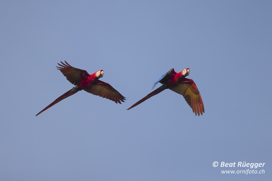 Arakanga - Scarlet Macaw