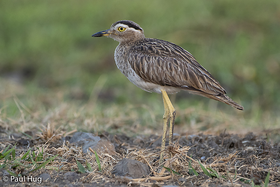 Dominikanertriel - Double-striped Thick-Knee