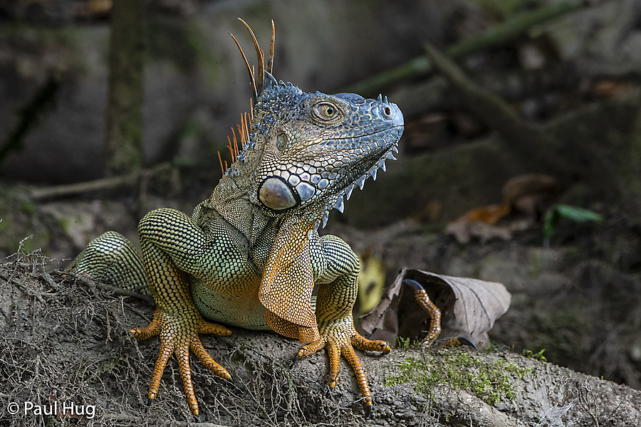 Grüner Leguan - Green Iguana