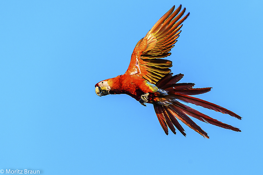 Arakanga - Scarlet Macaw
