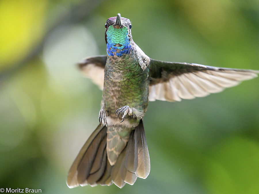 Dickschnabelkolibri - Magnificent Hummingbird