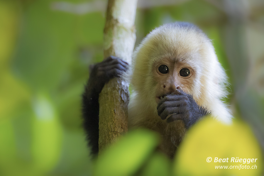 Kapuzineraffe - Capuchin Monkey