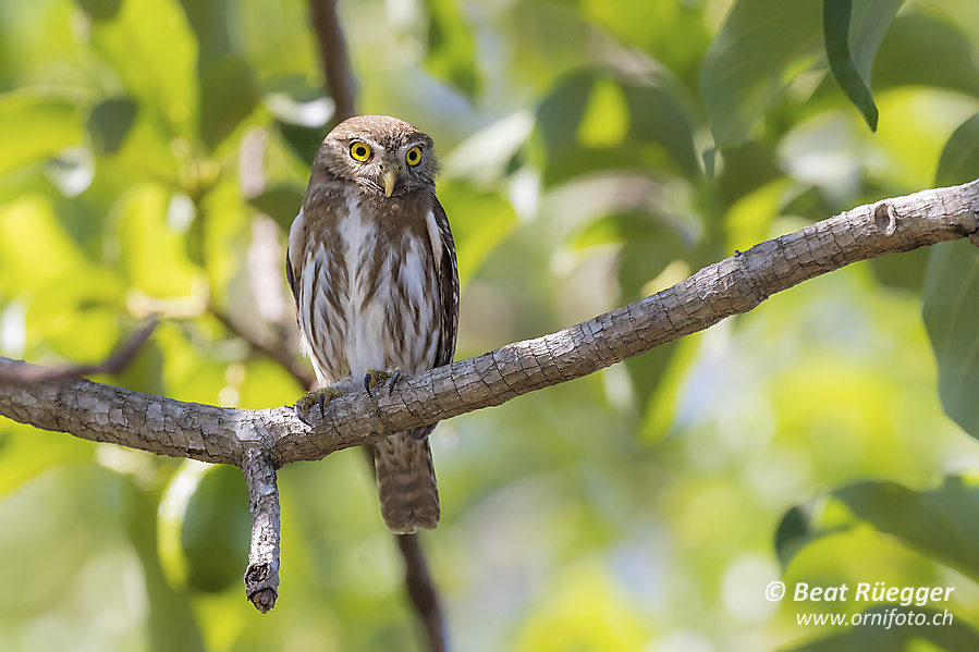 Brasilzwergkauz - Ferruginous Pygmy-Owl