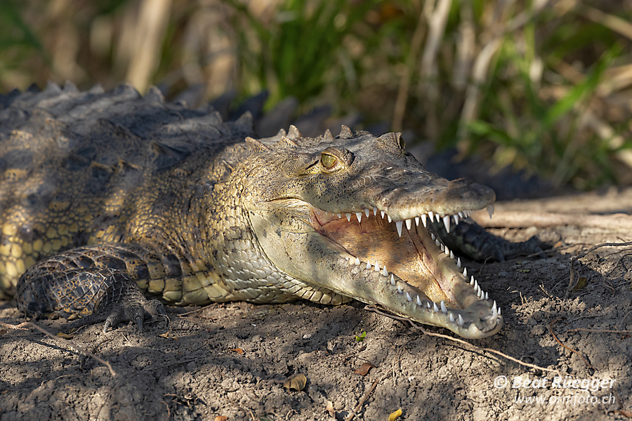 Spitzkrokodil - American Crocodile