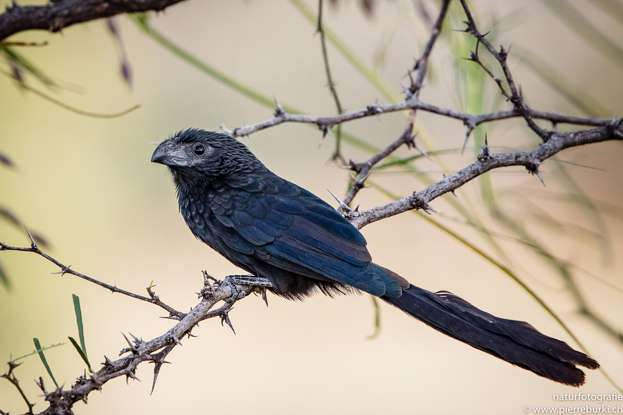 Riefenschnabelani - Groove-billed Ani