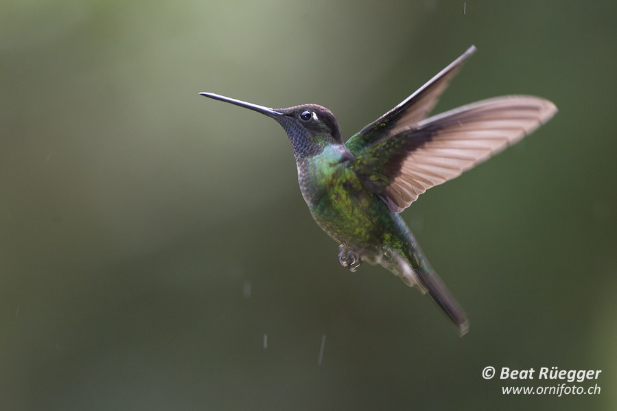 Dickschnabelkolibri - Magnificent Hummingbird