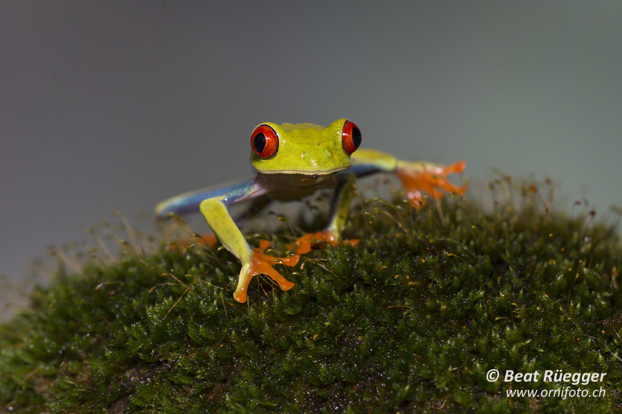 Rotaugenlaubfrosch - Gaudy-Leaf Frog
