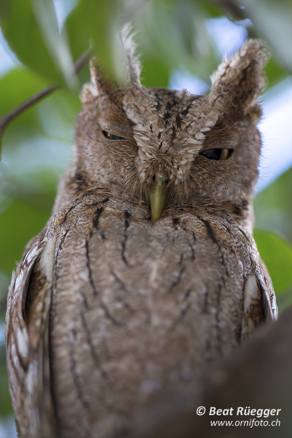 Panamaeule - Vermiculated Screech-Owl