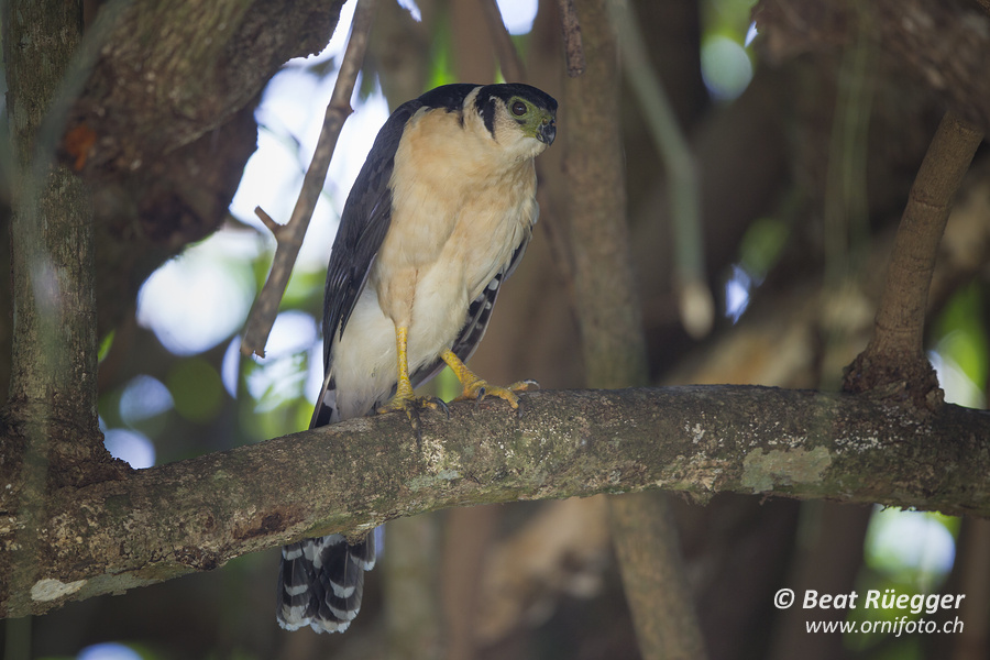 Kappenwaldfalke - Collared Forest-Falcon